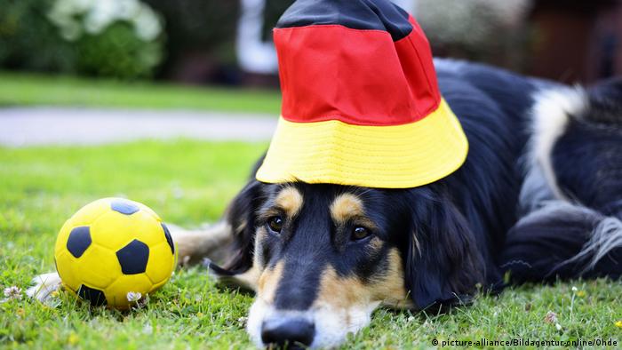 ЧМ по футболу – собака-фанат