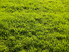 Зеленая трава | Фото