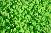 Зеленый газон в качестве фона | Фото