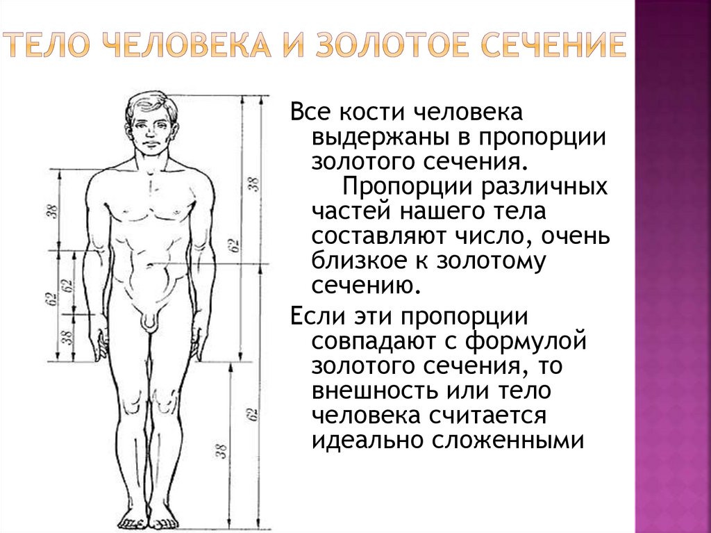 Тело округлое в сечении. Антропометрия пропорции тела человека. Идеальные пропорции тела золотое сечение. Золотое сечение тело человека. Пропорции тела человека золотое сечение.