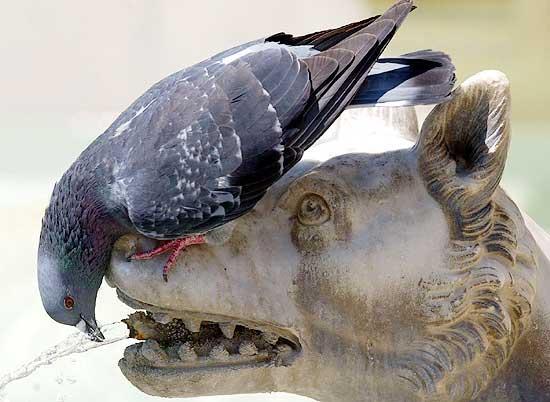 Збірна італії з футболу - італія по-російськи