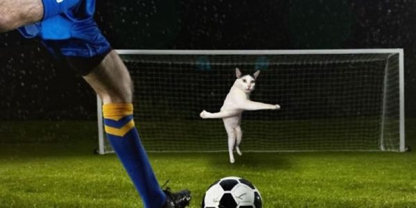 Кот на футбольных воротах